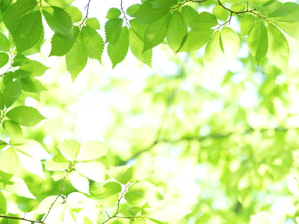 istock Fresh green zelkova leaves 1300743827