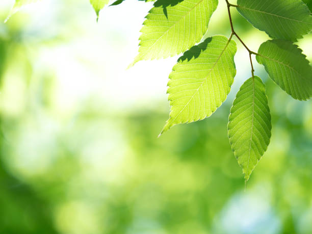 istock Fresh green zelkova leaves 1300743900