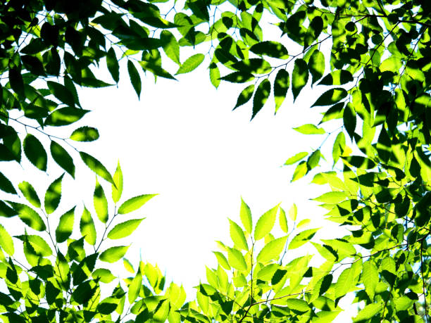 istock Fresh green zelkova leaves 1300744795
