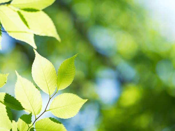 istock Fresh green zelkova leaves 1300744909