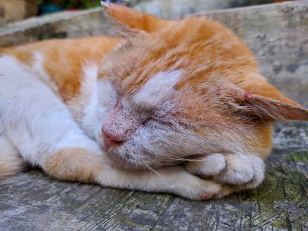 istock The white brown cat is sleeping soundly 1300744938