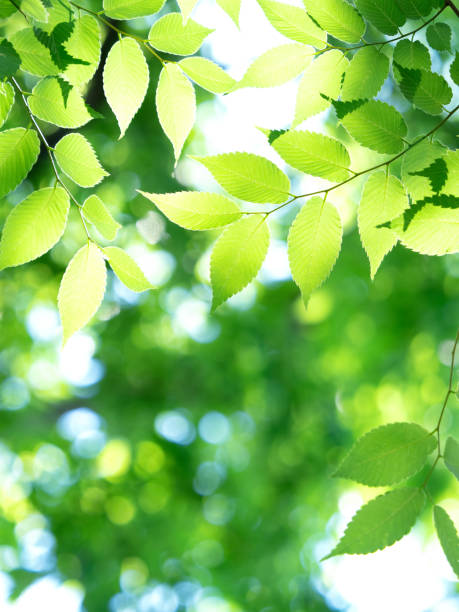 istock Fresh green zelkova leaves 1300744992