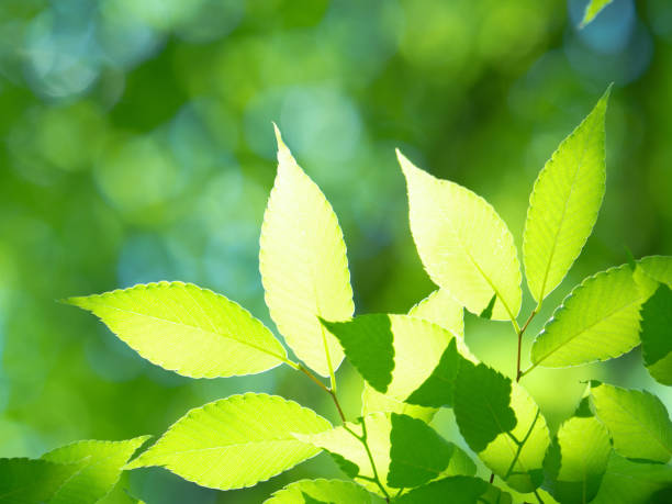 istock Fresh green zelkova leaves 1300745107