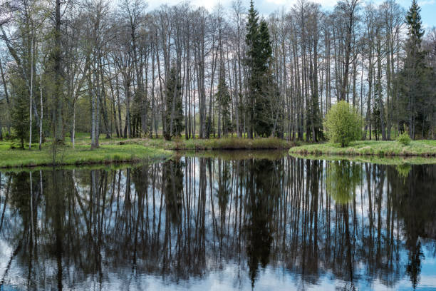 istock blue sky reflections in clear water pond with spring trees and mirror water 1300746209