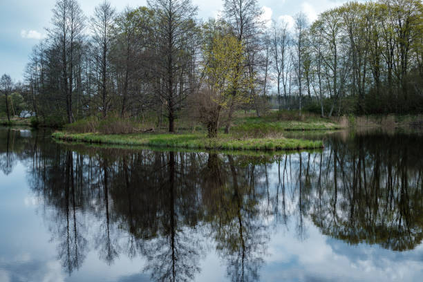 istock blue sky reflections in clear water pond with spring trees and mirror water 1300746213