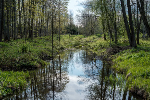 istock blue sky reflections in clear water pond with spring trees and mirror water 1300746217
