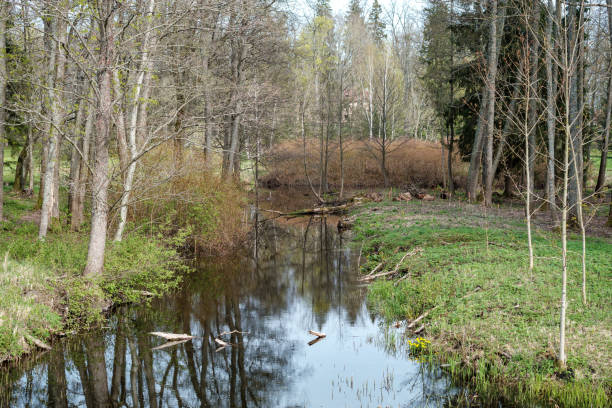 istock blue sky reflections in clear water pond with spring trees and mirror water 1300746341