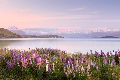 Lake Tekapo on the South Island of New Zealand and wild lupines grow around the edge of the lake. The soft pink sky of early dawn matches the pinks and purples of the lupines.