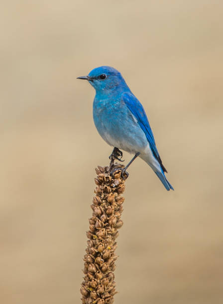 istock Western bluebird on seeded weed 1300750991