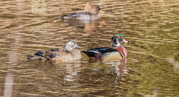 istock Drake merganser wood duck 1300751011