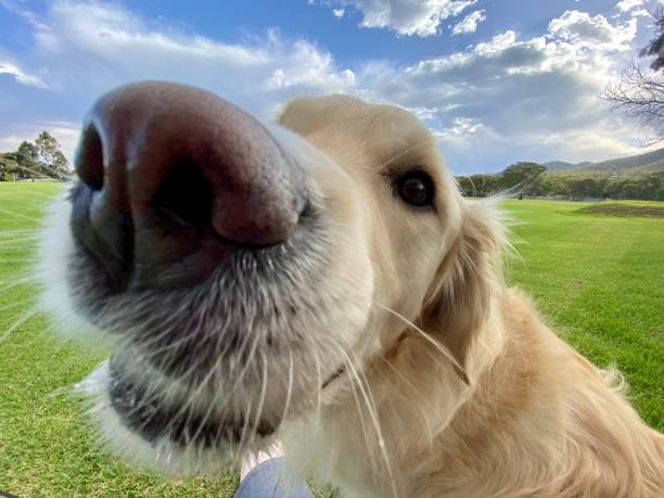 istock Golden retriever nose 1300752233