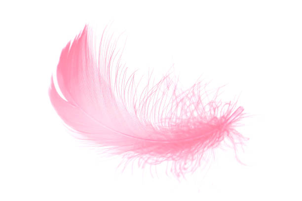 65,800+ Pink Feather Stock Photos, Pictures & Royalty-Free Images