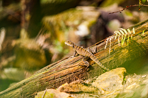 A closeup portrait of a beautiful Ambilobe chameleon panther on a branch
