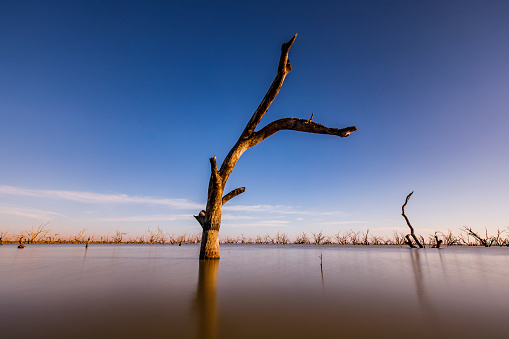 Dead trees in lake with bright blue sky in lake Menindee with reflection, outback Australia