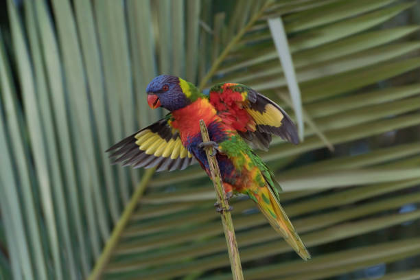 istock one rainbow lorikeet on the palm leaf tropical summer 1300759408