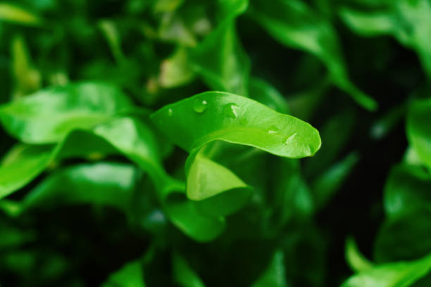 istock Close up of green leaf shrub plant 1300759452