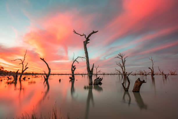 tote bäume im see mit buntem, hellem sonnenuntergang im see menindee, outback australien - australian outback stock-fotos und bilder