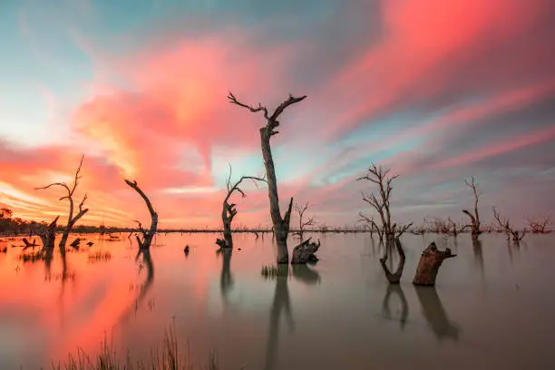 Photo of Dead trees in lake with colourful bright sunset in lake Menindee, outback Australia