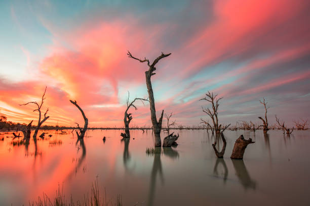 dead trees in lake with colourful bright sunset in lake menindee, outback australia - outback imagens e fotografias de stock