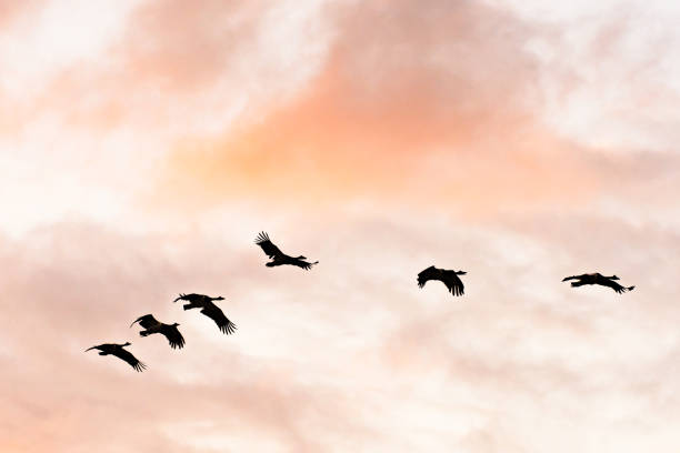 istock flock of geese flying at sunset birds silhouette 1300759626