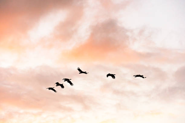 background textured wallpaper inspiration design Australia Australian animal bird