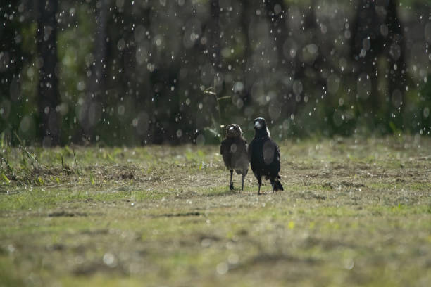 two magpies into pouring rain Gold Coast Australia stock photo
