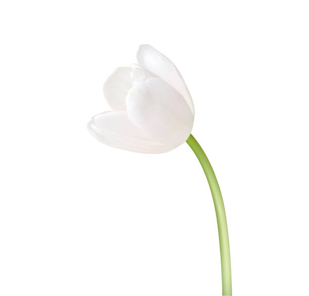 istock Tulip flower isolated on white background 1300761208