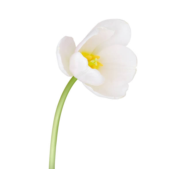 istock Tulip flower isolated on white background 1300761210