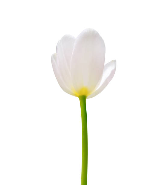 istock Tulip flower isolated on white background 1300761215