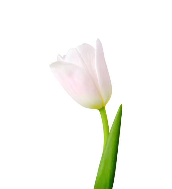 Tulip flower isolated on white background Useful for beautiful floral design on holiday like 8 March (International Women day), Mother's day gift card, Easter or Wedding white tulips stock pictures, royalty-free photos & images