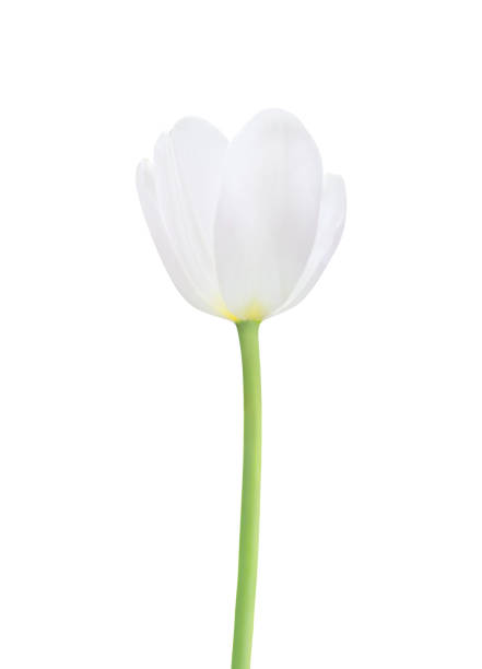 istock Tulip flower isolated on white background 1300761234