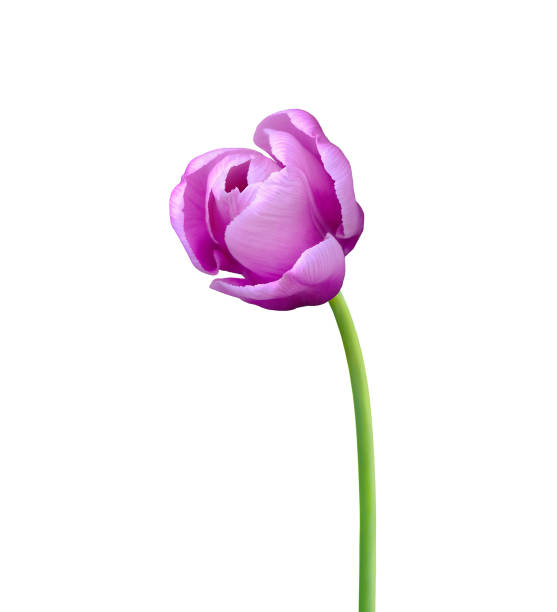 istock Tulip flower isolated on white background 1300761299