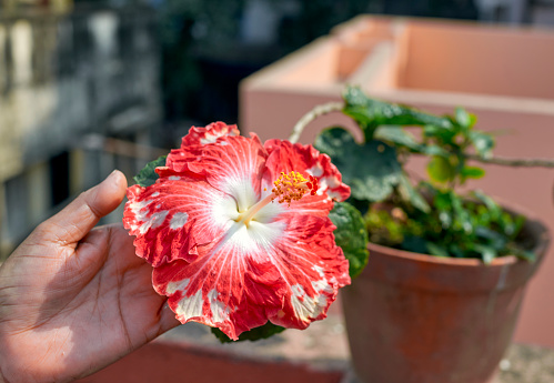 Closeup of a woman's hand, holding a beautiful red hibiscus (Hibiscus rosa-sinensis) flower in a rooftop garden. Shot on a sunny day in Kolkata, West Bengal.