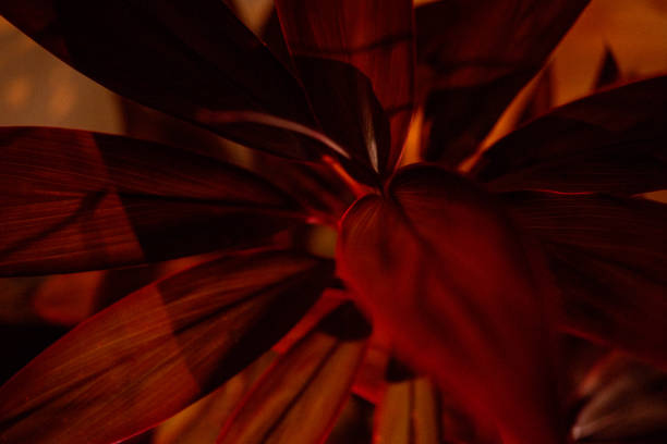 Leaves illuminated with red tint.