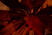 Leaves illuminated with red tint