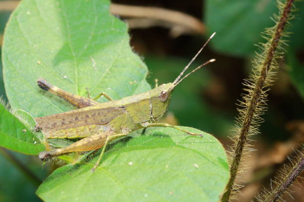 istock Grasshoppers in the forest, national park, Thailand 1300766482