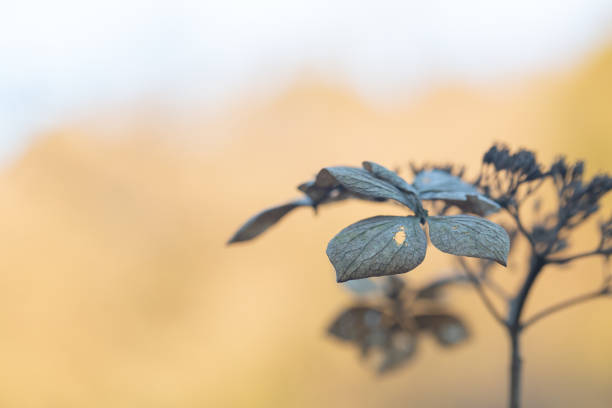 завяли цветы - branch dry defocused close up стоковые фото и изображения