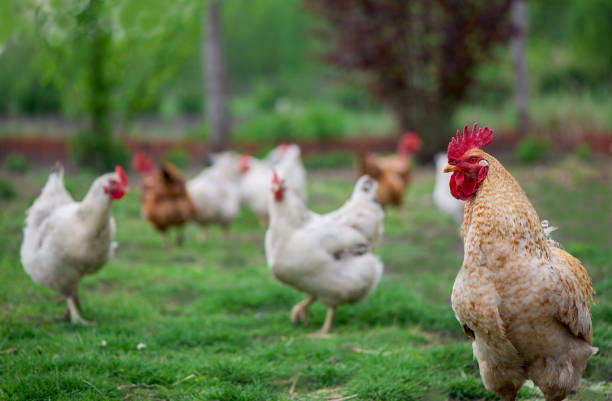 istock Rooster and Chickens. Free Range Cock and Hens 1300768129