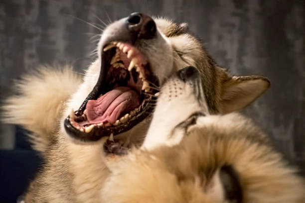 istock A puppy malamute playing with his sister 1300768131