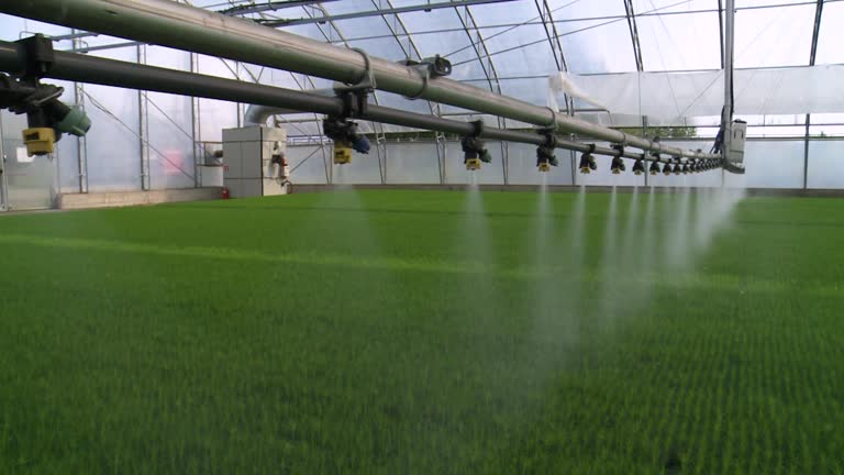 Automatic watering of seedlings in the greenhouse