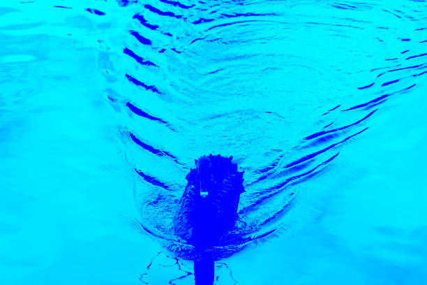 Stylized black swan with makes blue fan shaped ripples swimming towards lake edge .