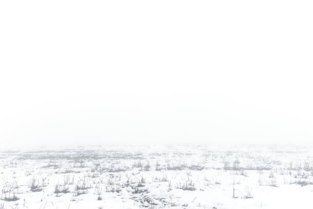 Snowy farm field in fog