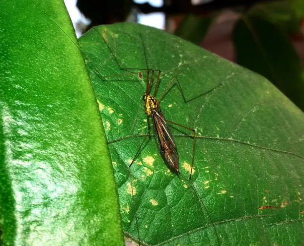 A insect 'nephrotoma' stand on a vegetable leaf