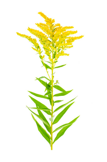 istock Plant flowering yellow Solidago, weed. Studio Photo 1300774326
