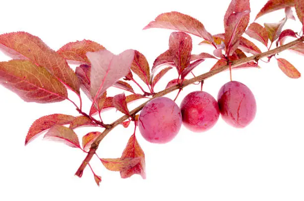 Photo of Prunus cerasifera 'Pissardii' branch on white background