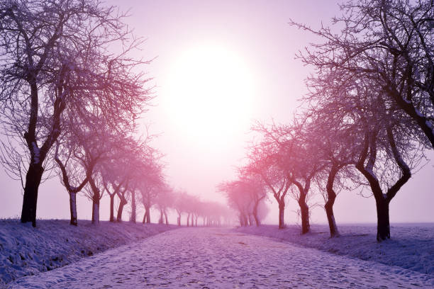 Snow covered country road in late december.