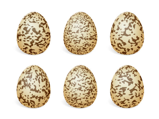 ilustraciones, imágenes clip art, dibujos animados e iconos de stock de huevos de codorniz - huevo de codorniz