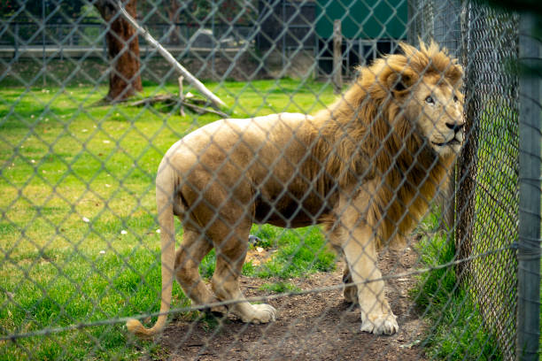 istock Lion (panthera leo) standing behind a mesh fence 1300775253