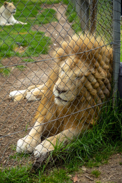 istock Lion (panthera leo) resting against a mesh fence 1300775279