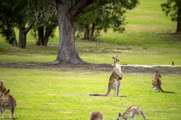 istock Eastern grey kangaroos grazing on green grass (scientific name Macropus giganteus giganteus) 1300775874